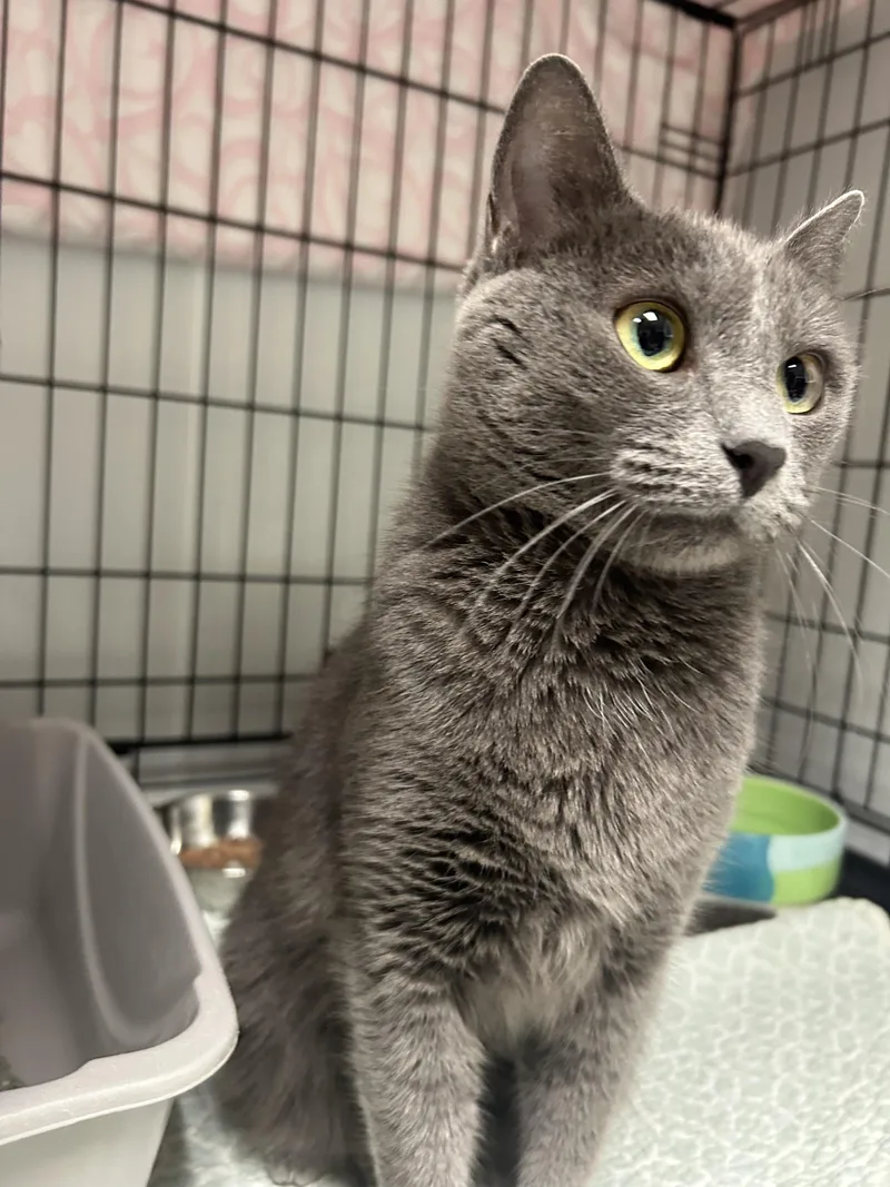 A young medium-sized female Gray / Blue / Silver Domestic Short Hair cat named Blue for adoption in Cape May, NJ