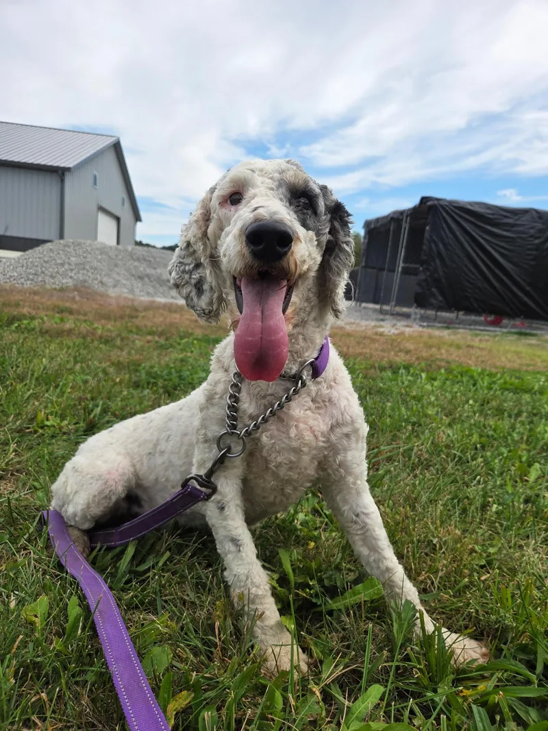 An adult medium-sized female Gray / Blue / Silver Miniature Poodle dog named Pixie for adoption in Taylorsville, KY