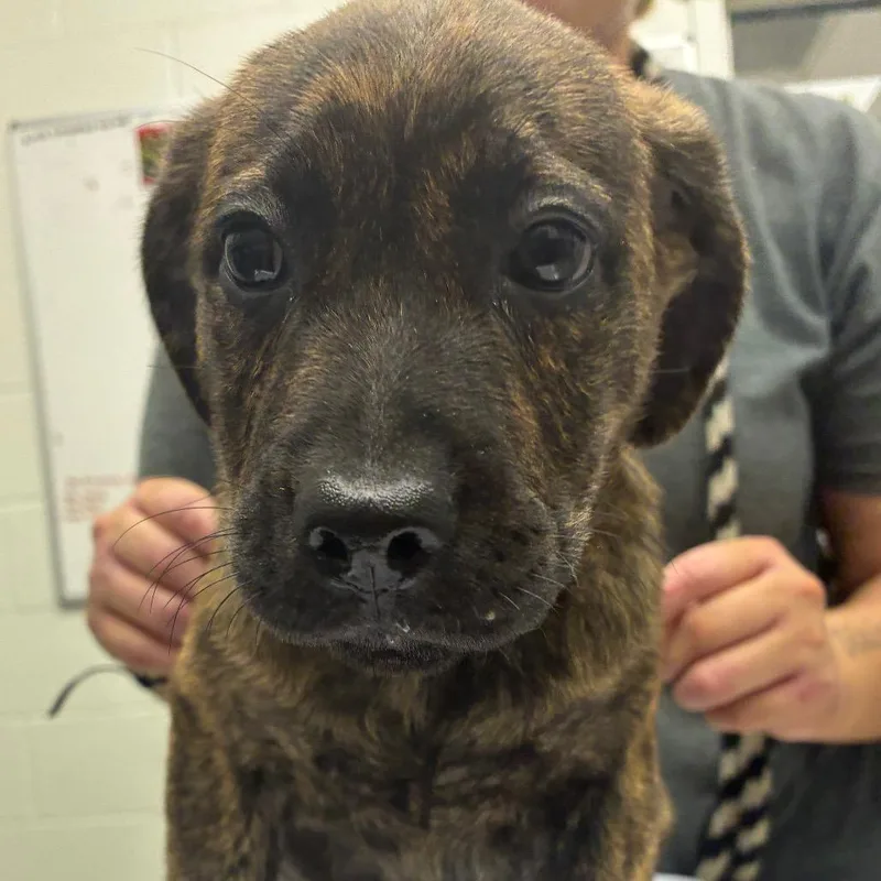 A baby small-sized female Brindle Terrier dog named Glamore for adoption in Corpus Christi, TX