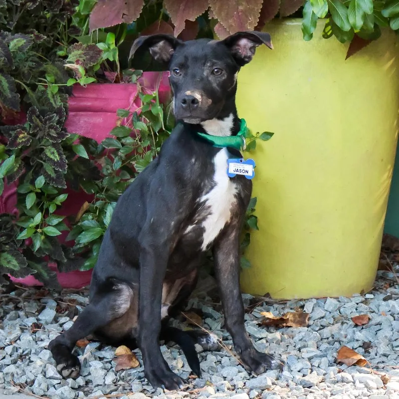 A young small-sized male Black Labrador Retriever dog named Jason for adoption in Wake Forest, NC