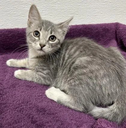 A young small-sized male Domestic Short Hair cat named Otto for adoption in Phoenix, AZ