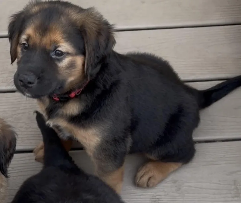 A baby medium-sized female Black Retriever dog named Marley for adoption in Plainfield, IL
