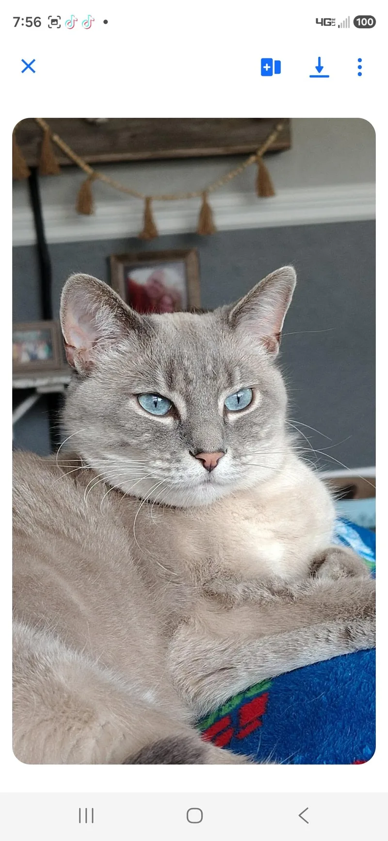 A young large-sized female Lilac Point Siamese cat named Sofie for adoption in Medford, WI