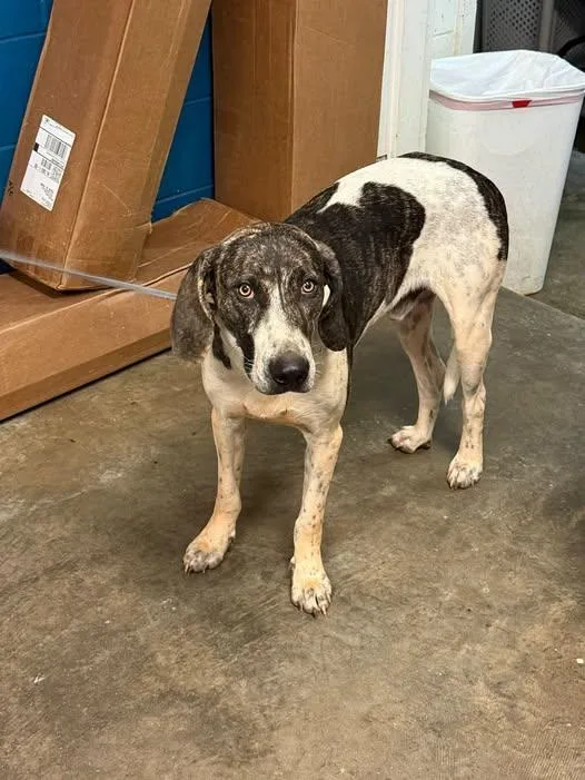 A young medium-sized male Hound dog named Jason for adoption in Ozark, AL