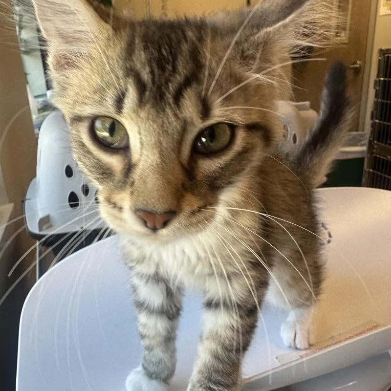 A baby small-sized female Gray / Blue / Silver Domestic Medium Hair cat named Mimimi for adoption in Columbia Station, OH