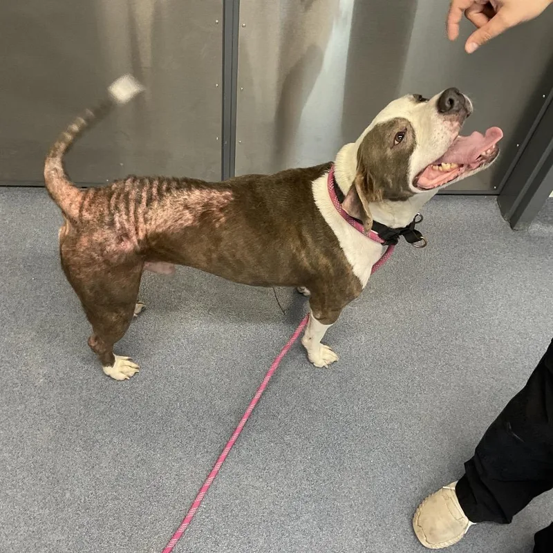An adult large-sized male White / Cream Pit Bull Terrier dog named Jupiter for adoption in St Joseph, MO