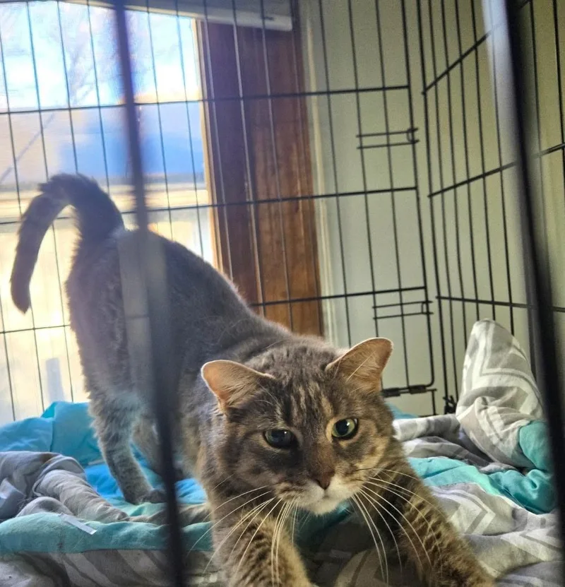 A young medium-sized female Domestic Short Hair cat named Juniper for adoption in Canton, CT