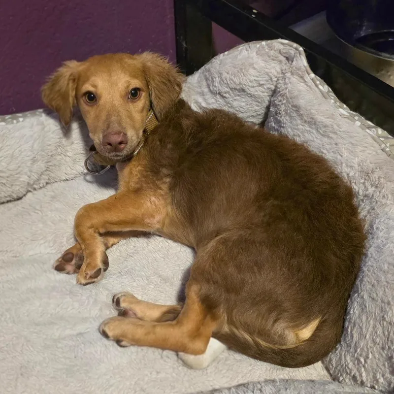 A baby small-sized male Apricot / Beige Dachshund dog named Twix for adoption in Chandler, AZ