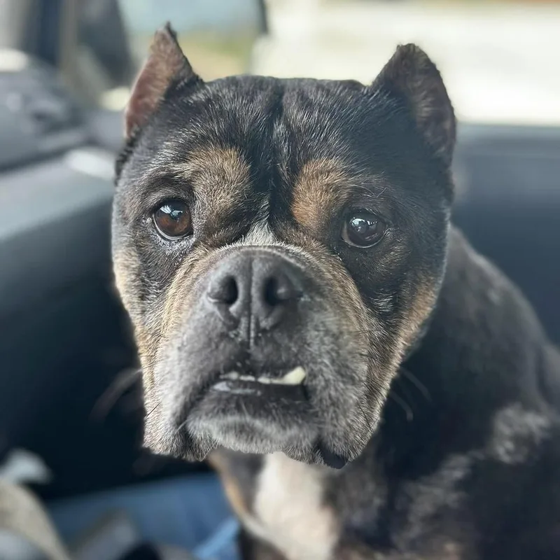 An adult medium-sized female Mixed Breed dog named Grace Anne for adoption in Long Island City, NY