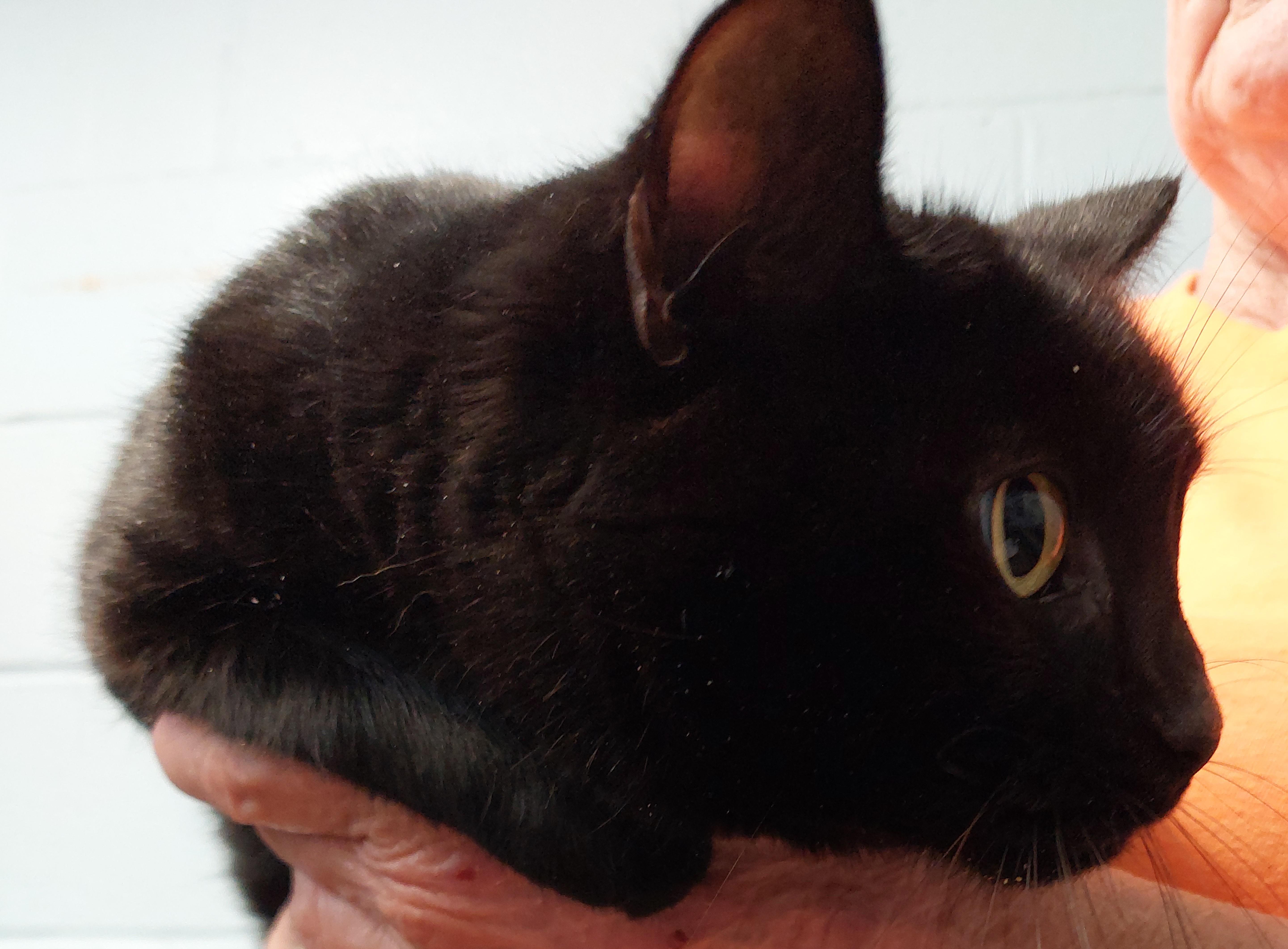 An adult large-sized male Black Domestic Short Hair cat named Onyx for adoption in Rehoboth, MA