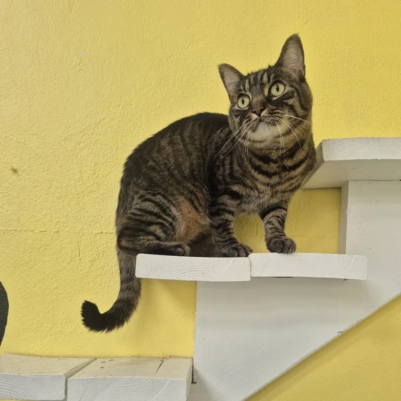 A senior large-sized male Brown / Chocolate Domestic Short Hair cat named Venus for adoption in Newark, NJ