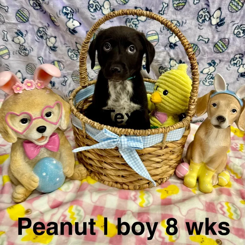 Peanut