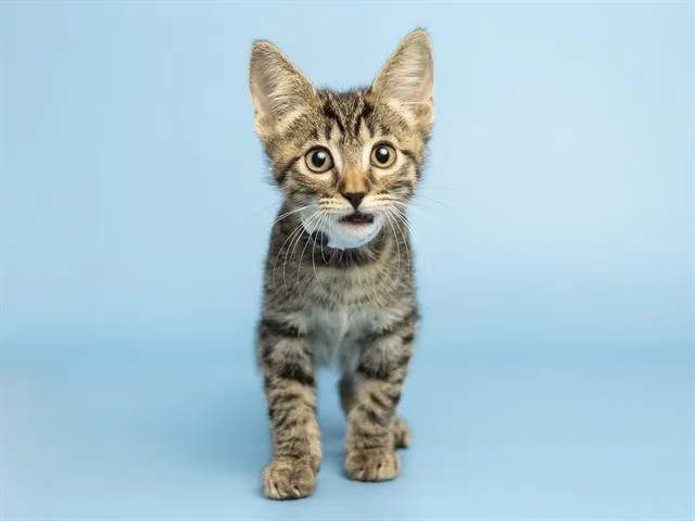 A baby small-sized male Domestic Short Hair cat named Randy for adoption in Phoenix, AZ