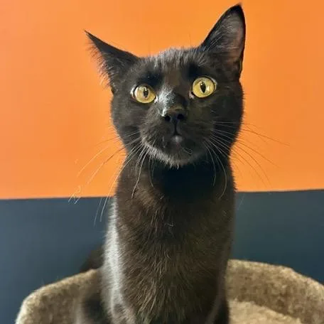 A young medium-sized male Black Domestic Short Hair cat named Boomer for adoption in Inver Grove Heights, MN