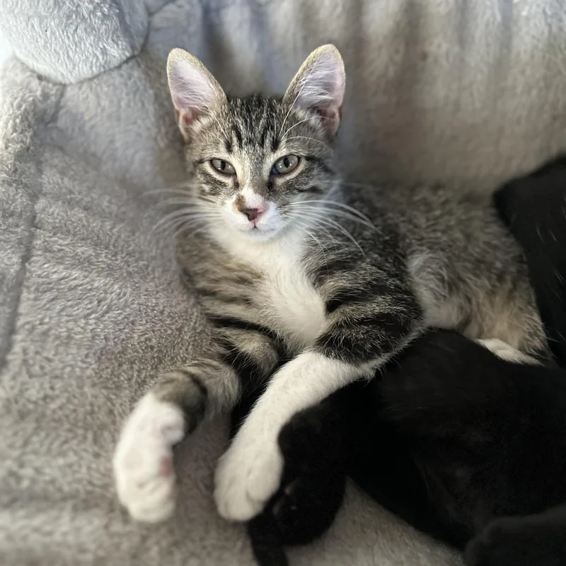 A young medium-sized male Brown / Chocolate Domestic Short Hair cat named Crash for adoption in Fort Worth, TX