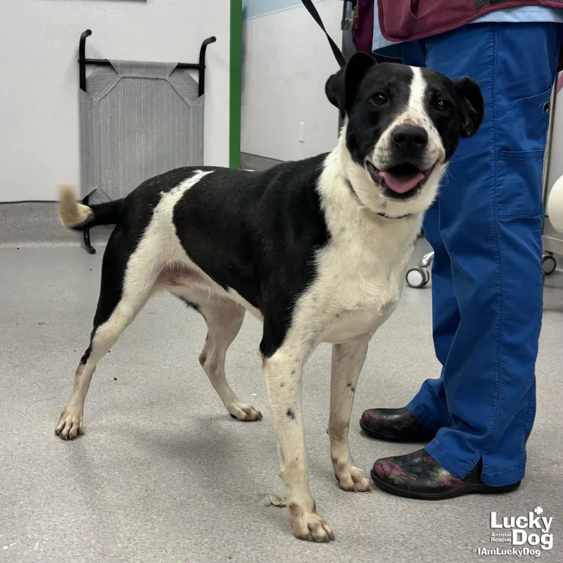 Cressida Cowper thumbnail 2