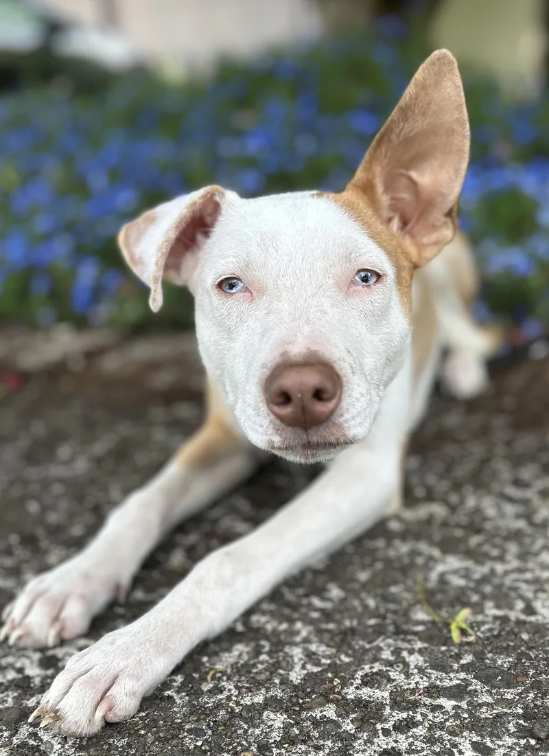 A young small-sized male Chihuahua dog named Bogey for adoption in Tigard, OR