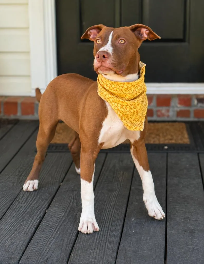 Delilah