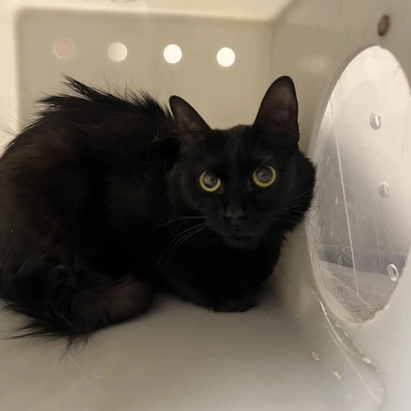 An adult medium-sized female Black Domestic Medium Hair cat named Avalite for adoption in Reno, NV