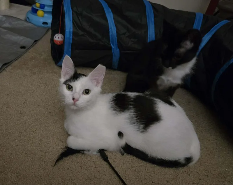 A baby medium-sized male Black & White / Tuxedo Domestic Short Hair cat named Veep& Snowfall for adoption in Milwaukee, WI