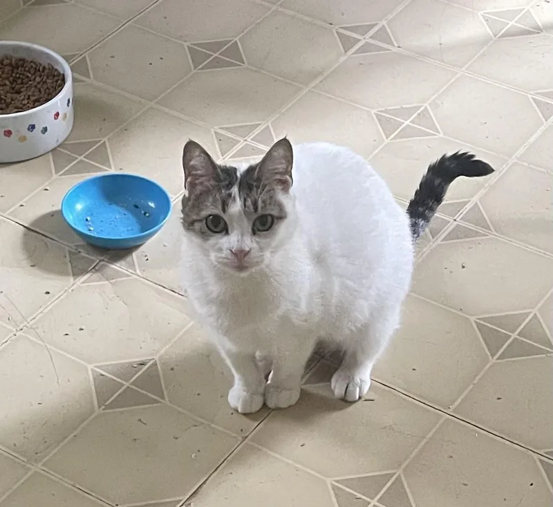 A young medium-sized female White Domestic Short Hair cat named Lilly for adoption in Troy, NY