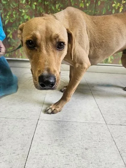 An adult medium-sized male Labrador Retriever dog named Hayden for adoption in San Antonio, TX