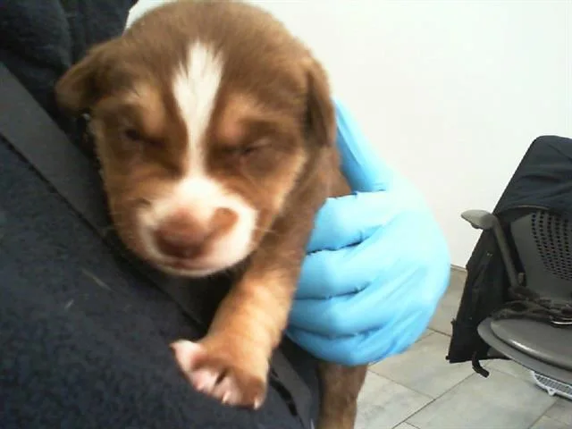 A baby small-sized male Mixed Breed dog named Mike for adoption in Charlotte, NC