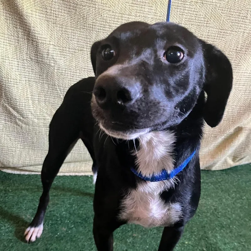 An adult medium-sized female Labrador Retriever dog named Luna for adoption in San Diego, CA