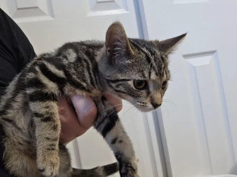 A baby small-sized female Tabby (Brown / Chocolate) Domestic Short Hair cat named Jesse James for adoption in Canal Winchester, OH