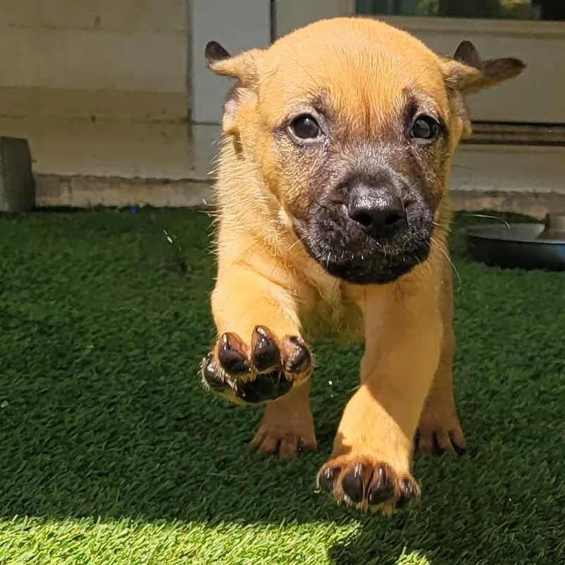 Jorah AKA Deacon