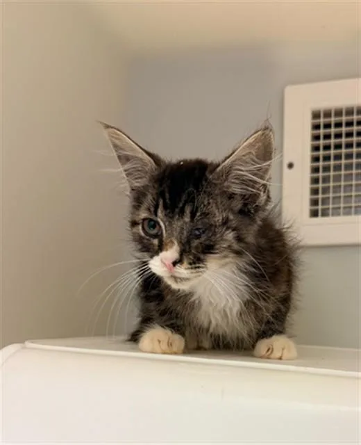 A baby small-sized male Domestic Medium Hair cat named Frank for adoption in Statesville, NC