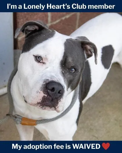 An adult medium-sized male Mixed Breed dog named ZaZa for adoption in Fallston, MD