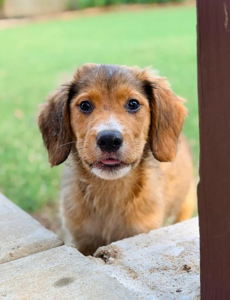 A baby large-sized male Golden Retriever dog named Almanzo for adoption in Ewing, NJ