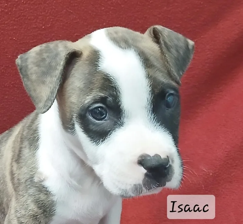 A baby medium-sized male Terrier dog named Isaac for adoption in Manchester, CT