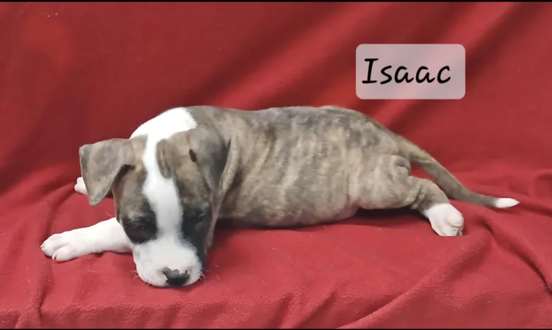 Isaac thumbnail 3
