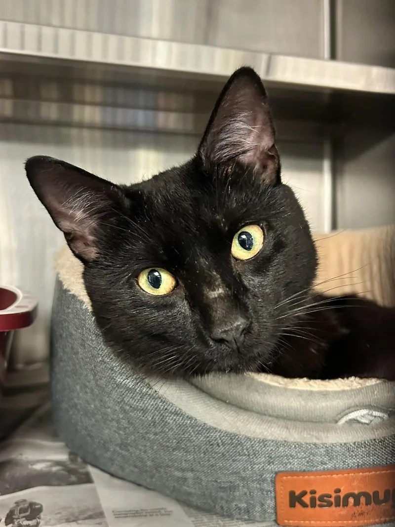 A young medium-sized male Buff / Tan / Fawn Domestic Short Hair cat named Joey for adoption in Sudbury, MA