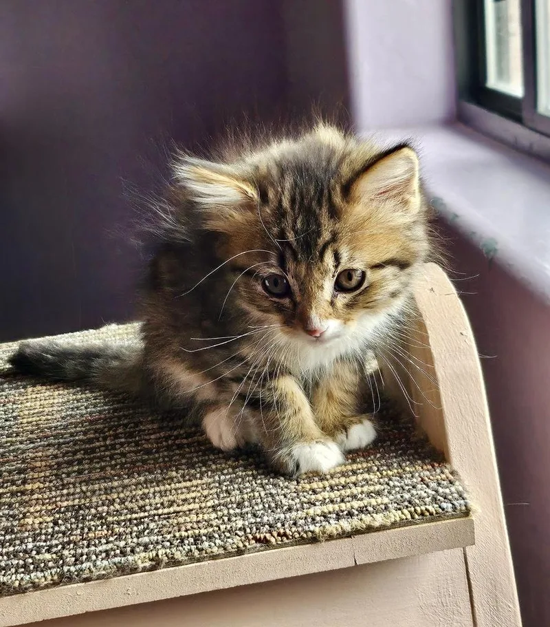 Harper