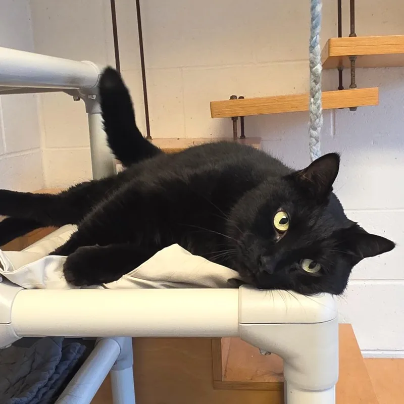 A senior large-sized male Black Domestic Short Hair cat named Black Jack for adoption in Gloucester, VA