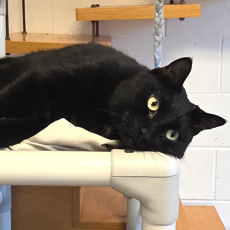 Black Jack thumbnail 2