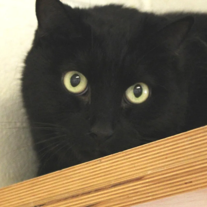 Black Jack thumbnail 3