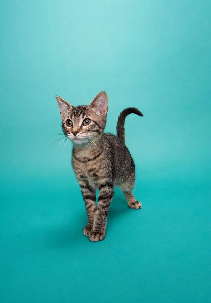 A young small-sized female Gray / Blue / Silver Domestic Medium Hair cat named Lucy for adoption in San Leon, TX