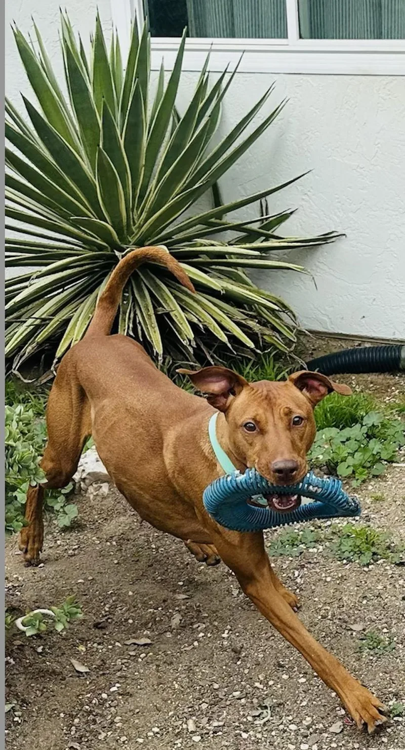 Zleilani thumbnail 2