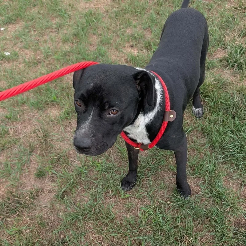 An adult medium-sized male Black Mixed Breed dog named Admiral for adoption in Buffalo, MN