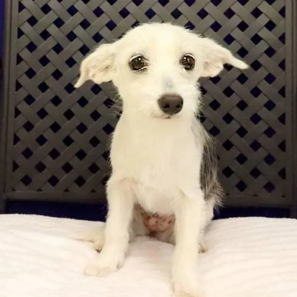 A baby medium-sized female Chihuahua dog named Bailey for adoption in Midland, TX