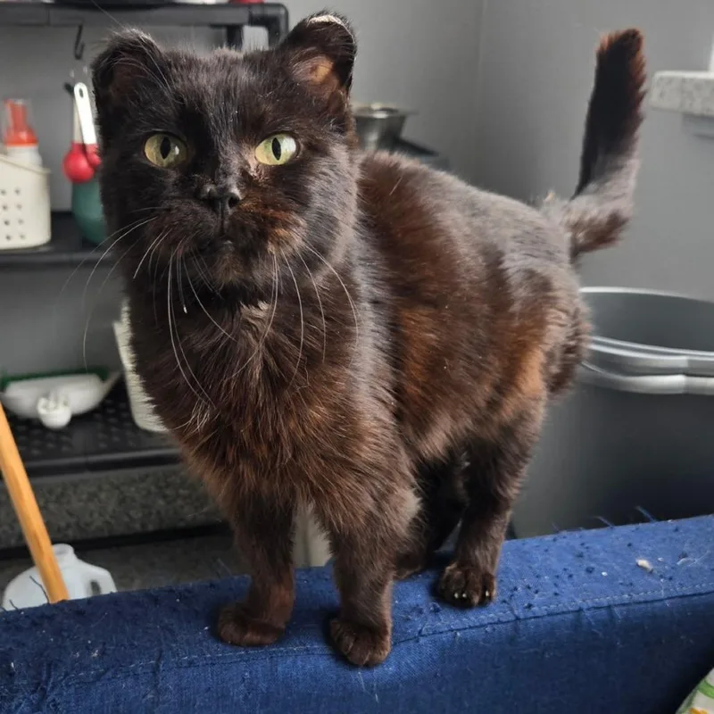 A senior small-sized female Black Domestic Short Hair cat named Hattie for adoption in Blaine, MN