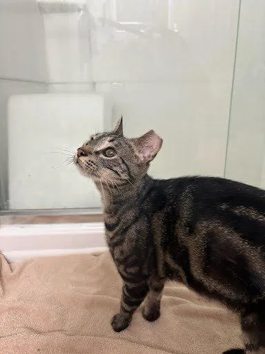 A baby medium-sized male Tabby (Brown / Chocolate) Domestic Short Hair cat named Cameron for adoption in Raleigh, NC