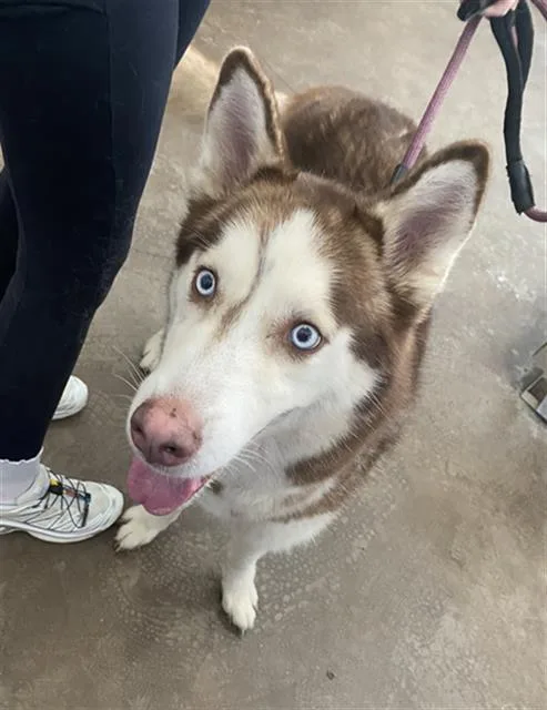 An adult large-sized male Mixed Breed dog named Oso for adoption in Dallas, TX