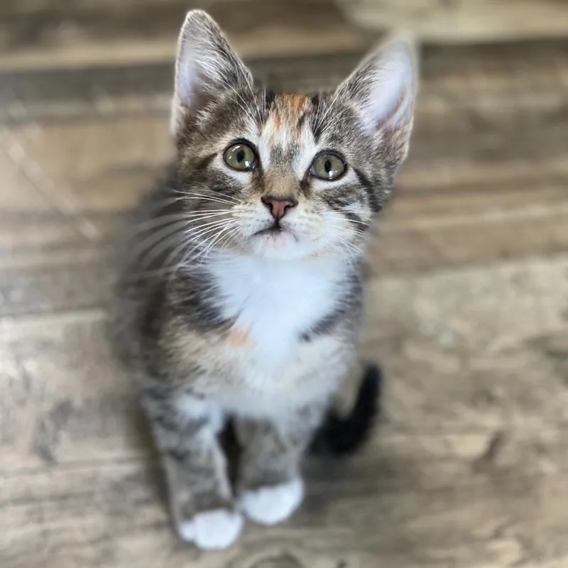 A baby small-sized female Brown / Chocolate Domestic Short Hair cat named Mel for adoption in Novelty, OH