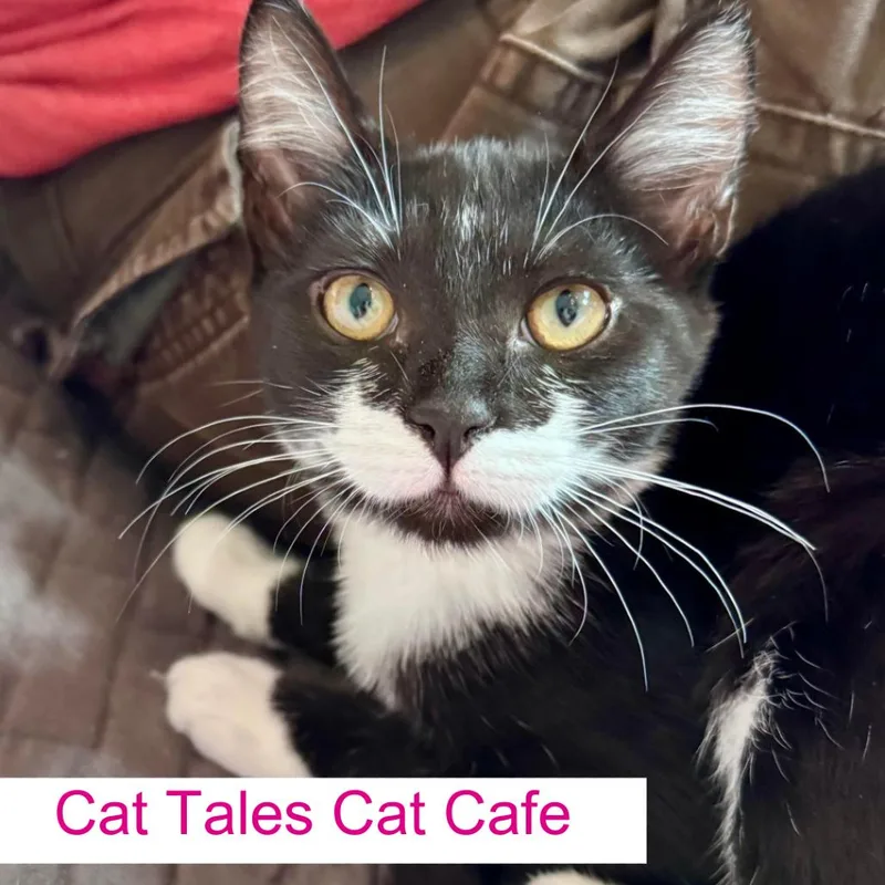 A baby small-sized female Black Domestic Short Hair cat named Motley for adoption in Chapel Hill, NC