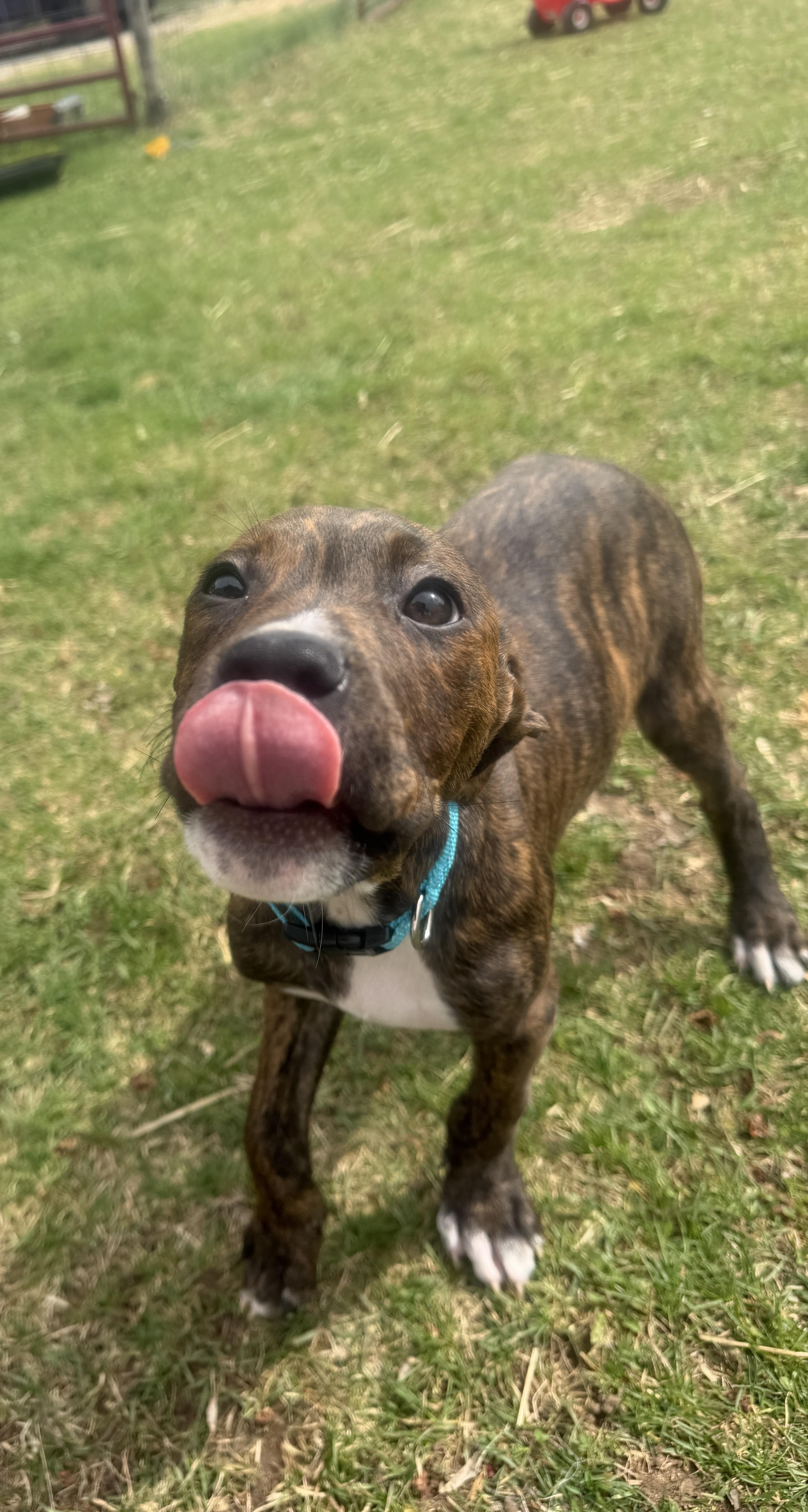 A baby large-sized male Brindle American Staffordshire Terrier dog named Jelly for adoption in Davisburg, MI